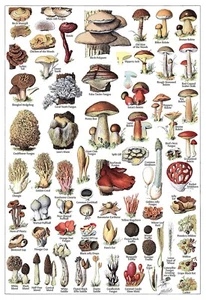 11244.Decoration Poster.Home Wall Room art.Mushroom types.Botanical illustration - Picture 1 of 1