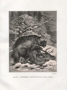 OLD ORIGINAL ANTIQUE 1885 ENGRAVING PRINT BY FRIEDRICH SPECHT THE WOLVERENE - Picture 1 of 1