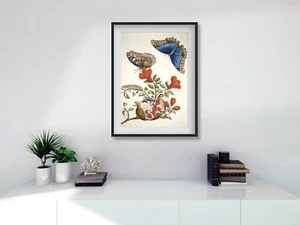 Maria Sibylla Merian FRAMED Botanical digital A3 PRINT Pomegranate Wall Art - Picture 1 of 3