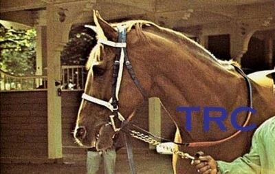 SECRETARÍA - POSTAL DE CARRERAS DE CABALLOS - ¡HERMOSO TIRO EN LA CABEZA!  Foto 1 de 2