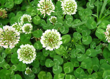 1 LB  Dutch White Clover Seeds Lawn Food Plot Bees 