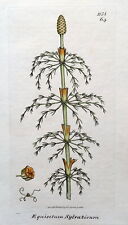 EQUISETUM SYLVATICUM Wood Horsetail Antique Botanical Engraving Sowerby 1808