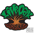 Santa Cruz Live Oak Tree Sticker Decal by Tim Ward