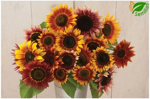 Girasol Belleza de Otoño ( +100 semillas ) seeds - Ornamental Helianthus annuus - Imagen 1 de 3