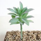 Pflanzen Saftig Floral Kaktus Knstliche Mini Bro Dekoration Echeveria