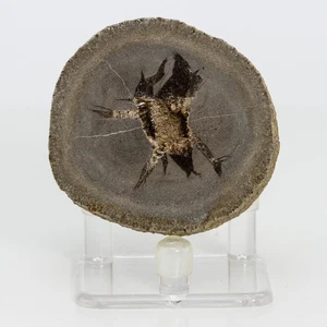Unique & Rare Septarian Barite Geode from France Baryte Stone 58mm 184g H0848 - Picture 1 of 12