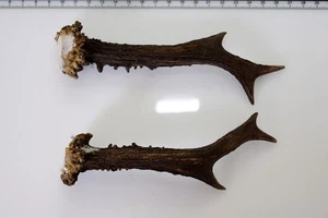 2 Geweihstangen vom Reh Geweih Deko Tischdeko Floristik - Bild 1 von 2