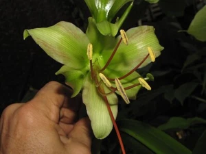 HIPPEASTRUM CALYPTRATUM, Great RARE Bulb, Amaryllis Relative, 5 FRESH Seeds!!! - Picture 1 of 2