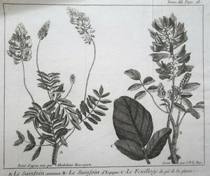 SAINFOIN ESPAGNE FEUILLAGE Plantes GRAVURE Basseporte LE BAS Botanique XVIII° - Picture 1 of 2