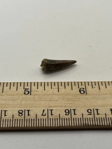 Pterosaur Pterodactyl .75” T00TH Dinosaur F0SSIL not T Rex Cretaceous CS 08 - Picture 1 of 6