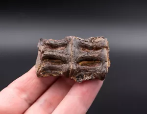 Unusual Associated Fossil Fish Vertebrae  Cretaceous Kansas  1642 - Picture 1 of 4