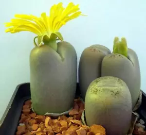 Semillas Lithops steineckeana C388 10 piezas - Imagen 1 de 2