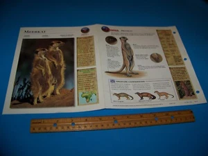 Foto/página de información Meerkat Wildlife Explorer 1998 - Imagen 1 de 3