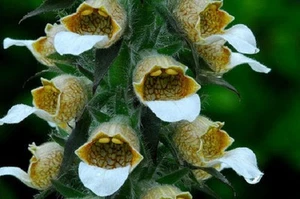 50+ Bronze and White Foxglove Digitalis / Perennial Flower Seeds - Picture 1 of 1