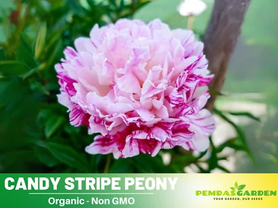 10+Semillas| Semillas perennes de peonía a rayas caramelo #B037 Foto 1 de 4