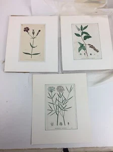 3 x Antiguas Impresiones Botánicas/Placas para Libros - Perón - Enmarañadas - Imagen 1 de 6