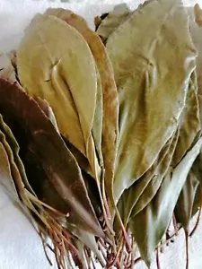 Dried Clove Leaves Ceylon Clove Leaves Herbal Organic 100 Leaves Free Shipping - Picture 1 of 5