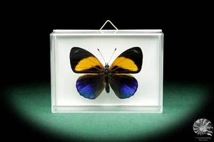 Callithea davisi Südamerika Edelfalter rezent Schmetterling Präparat butterfly - Bild 1 von 5