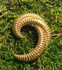 Spilla Monet vintage firmata spilla tono oro conchiglia vortice - Foto 1 di 4