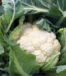 200+ Cauliflower Seeds Snowball Self Blanching Cauliflower(Brassica oleracea)USA - Picture 1 of 2