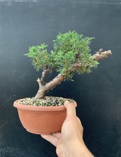 Bonsai Juniperus Chinensis Kishu
