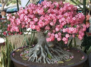 Desert Rose  (Adenium Obesum)  5 Imported Seeds - Picture 1 of 1