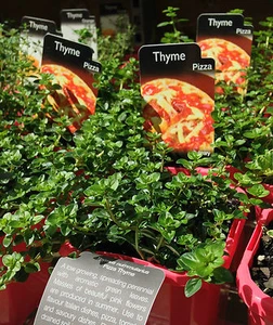 PIZZA THYME Thymus nummularius aromatic culinary edible herb plant in 100mm pot - Picture 1 of 1