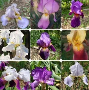 2 x LIVE MIXED VARIETIES FRESH BEARDED IRIS BULBS RHIZOMES~FREE SHIPPING~ - Picture 1 of 24