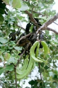 St. John's Bread Tree, Ceratonia Siliqua Tree Seeds (20, 2024 Seeds) - Picture 1 of 6