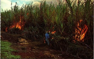 Maui Hawaii HI Sugar Cane Fields Burning Photochrome Vintage Postcard - Picture 1 of 2