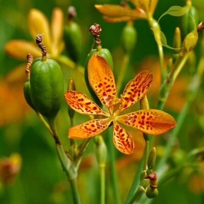 LEOPARD LILY Belamcanda Chinensis - 10+ SEEDS - Image 1 of 4