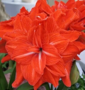 Hippeastrum Double Circus: Rare And Unique: $117 Per Bulb Free Postage - Bild 1 von 3