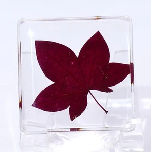One 38mm Red Maple Leaf in Clear Resin Botany Herb Science Education Specimen - Picture 1 of 6