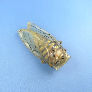 Jugendstil geschnitztes Horn Zikada Brosche - Bild 1 von 10