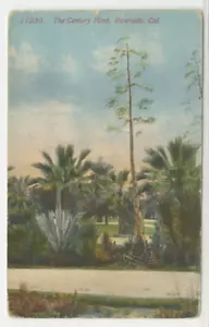 CA Postcard View Of The Century Plant - Riverside, California c1915 vintage G1 - Picture 1 of 2