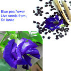 Blue Butterfly Pea Clitoria Ternatea Vine 100% new live seeds 
