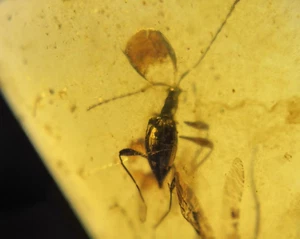 Burmit Fossil Kreidezeit Bernstein Käfer Insekt Burmese Amber Fossil Myanmar - Bild 1 von 6