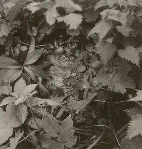Rare Square Top Keystone Stereoview Nightingale on its Nest,England K-21200 Mint - Picture 1 of 3