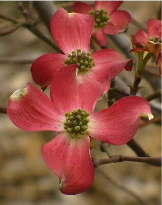 10+ Cornus Florida Red Flowering Dogwood Seeds Free Shipping Native USA - Image 1 of 3