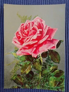 postal antigua postal postal postal rosa rosas rosaceae años 50 - Imagen 1 de 2