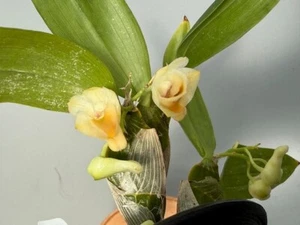 Compresor Dendrobium Nº 2 - Imagen 1 de 7