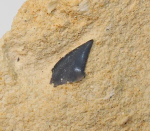  Hai-Zahn, Pseudocorax affinis, Kreide, Maastricht, Eben Emael, Belgien -a365 - Picture 1 of 4