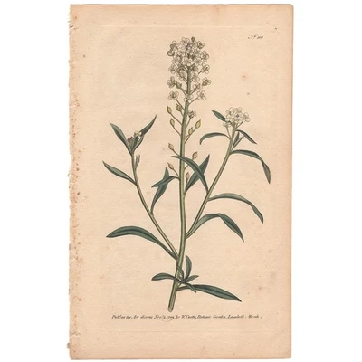 Revista botánica Curtis 1790 grabado coloreado a mano 101 Sweet Alyssum Foto 1 de 3