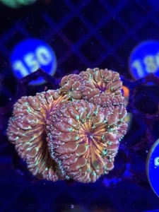 Blastomussa Coral Wysiwyg A Grade - Picture 1 of 1
