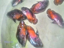 Live Aquarium Oscar Fish for sale eBay