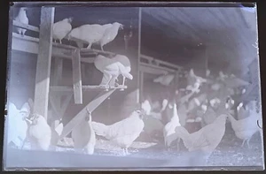 Hühner im Stall, Geflügel ~ original antikes Glasnegativ ~ Milford, DE Nachlass - Bild 1 von 3
