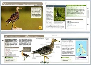 Upland Sandpiper - Fields - Birds Of Britain Atlas Editions Fold Out Card - Picture 1 of 1