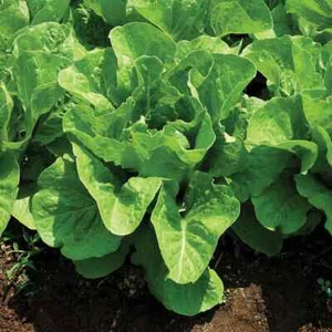 Jericho Romaine Lettuce Seeds, NON-GMO, Extremely Heat Tolerant, FREE SHIPPING - Picture 1 of 2