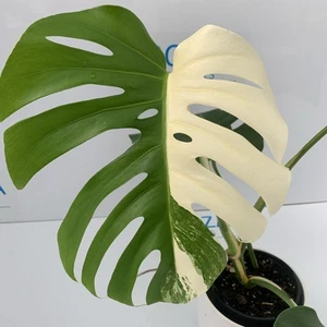 💕HALF MOON!Monstera deliciosa var Borsigiana Variegated Albo Established plant - Picture 1 of 8