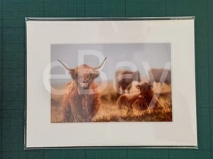 Exmoor Highland Cow - Picture 1 of 1